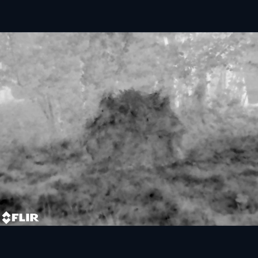 Stargazer Camouflage System termikus látvány, teljesen elrejtve a környezetben.